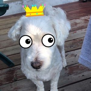 Meet your Posher, Tara